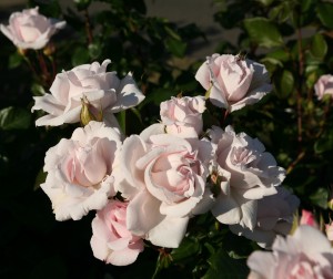 PRETTY PARFUMA (floribunda)